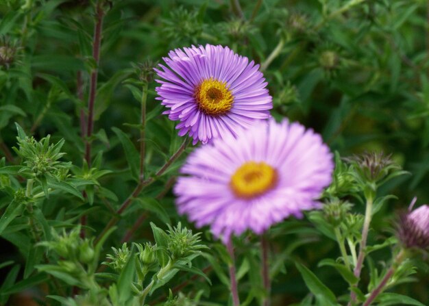 Close-up of purple flowering plants