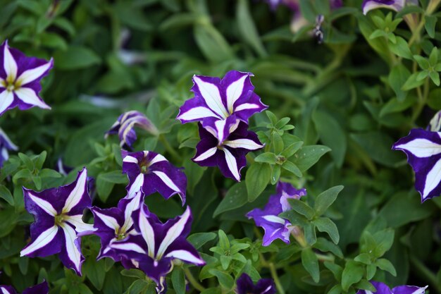 Photo close-up of purple flowering plants