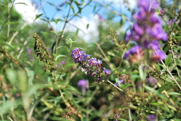 Close-up of purple flowering plants