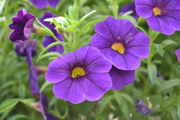 紫の花を ⁇ かせる植物のクローズアップ
