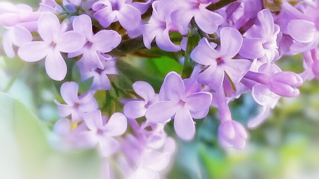 Close-up of purple flowering plants