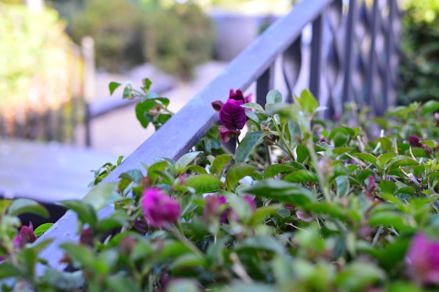 Close-up of purple flowering plants