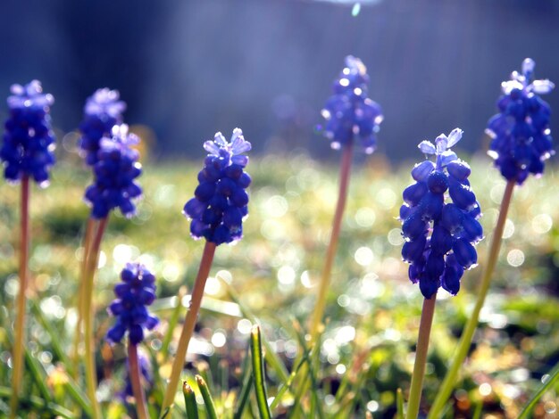 Photo close-up of purple flowering plants