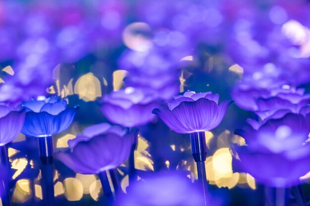 Close-up of purple flowering plants