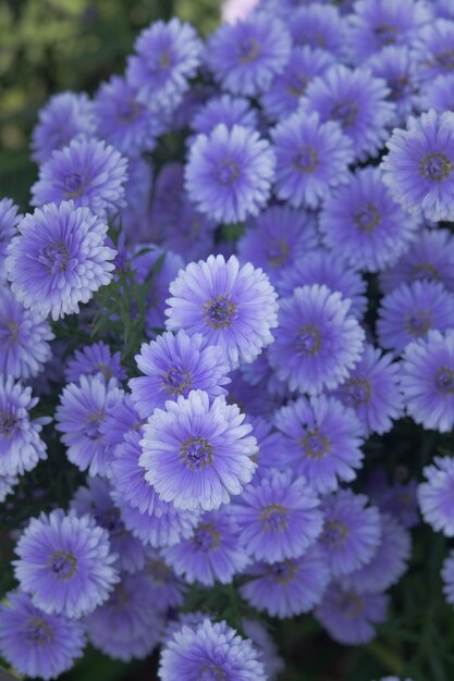 紫色の花の植物のクローズアップ