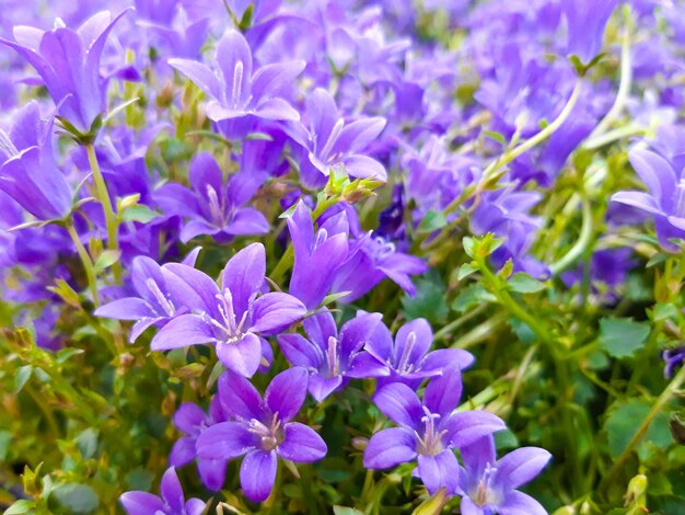 Close-up of purple flowering plants