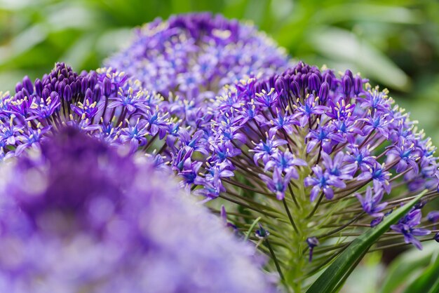 Close-up of purple flowering plants