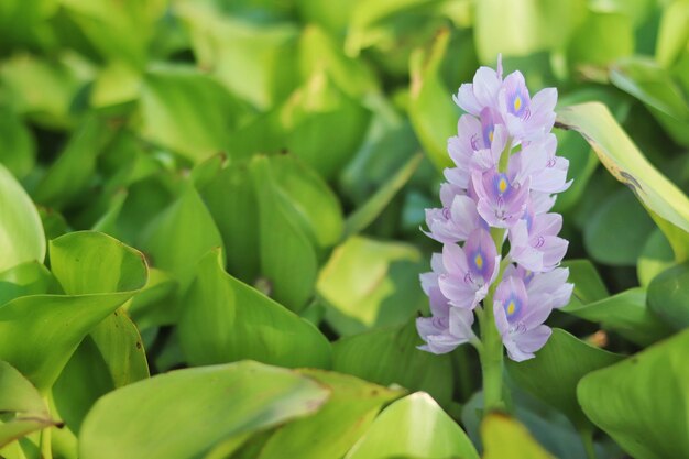 Photo close-up of purple flowering plants