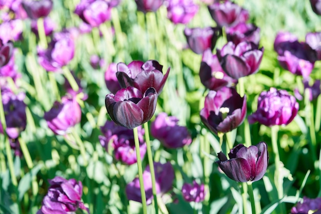 Close-up of purple flowering plants