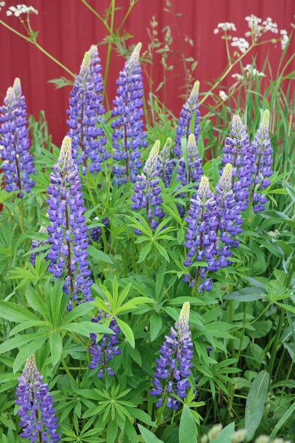 Close-up of purple flowering plants