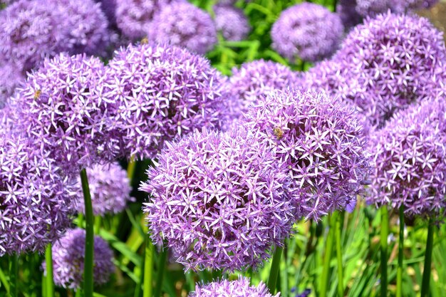 Close-up of purple flowering plants