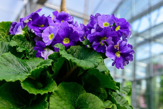 Foto close-up di piante a fiori viola