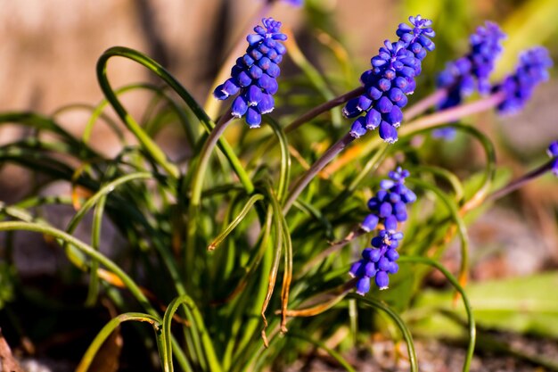 Close-up of purple flowering plants