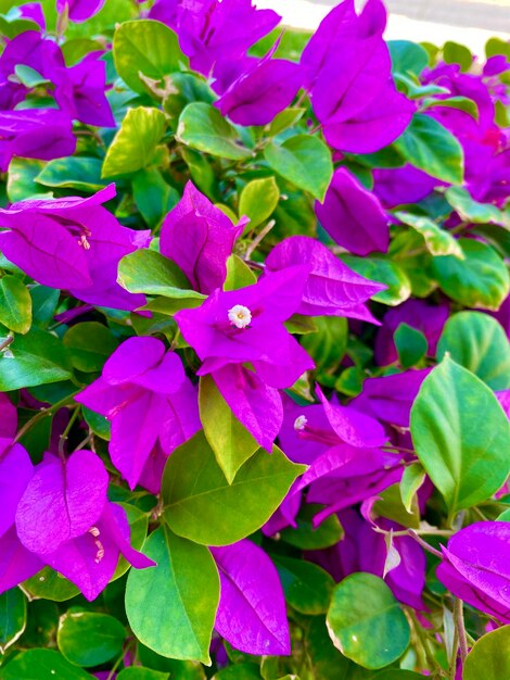 Close-up of purple flowering plants