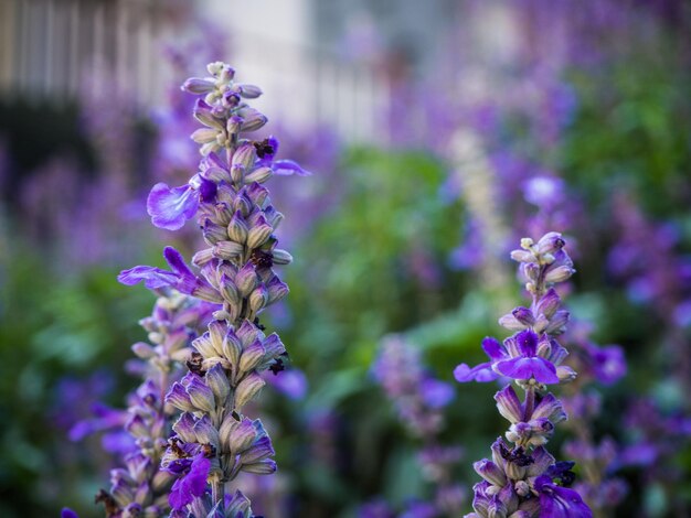 Photo close-up of purple flowering plants