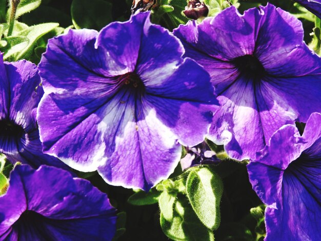 Close-up of purple flowering plants