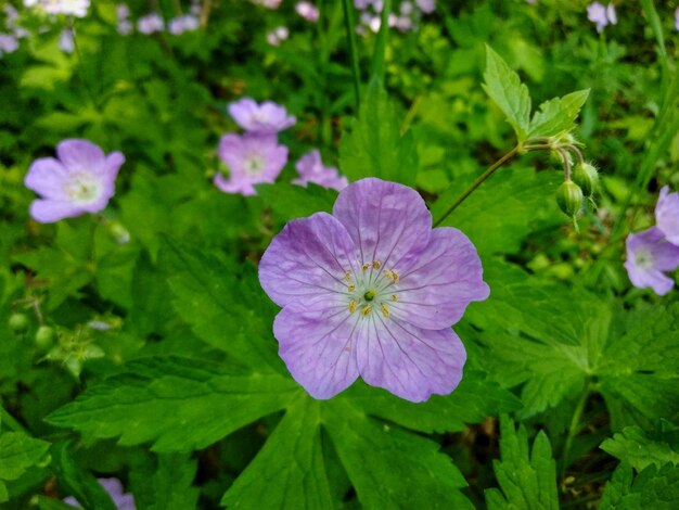 Close-up of purple flowering plants