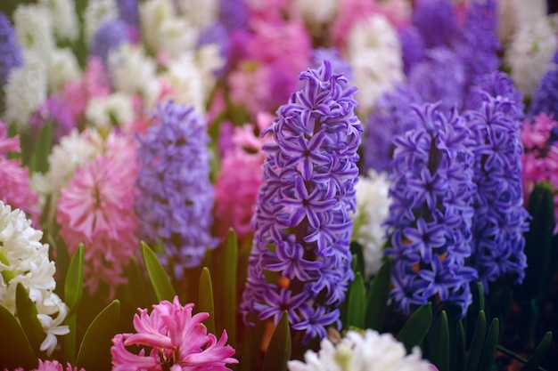 close-up of purple flowering plants