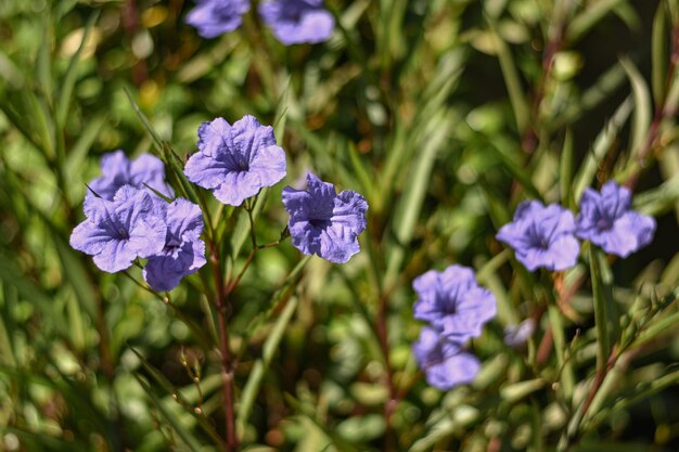 Photo close-up of purple flowering plants