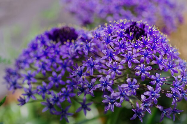 Close-up of purple flowering plants