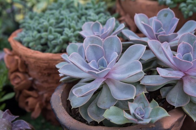 Close-up of purple flowering plants