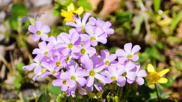 Foto close-up di piante a fiori viola