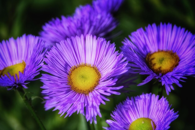 Close-up of purple flowering plants