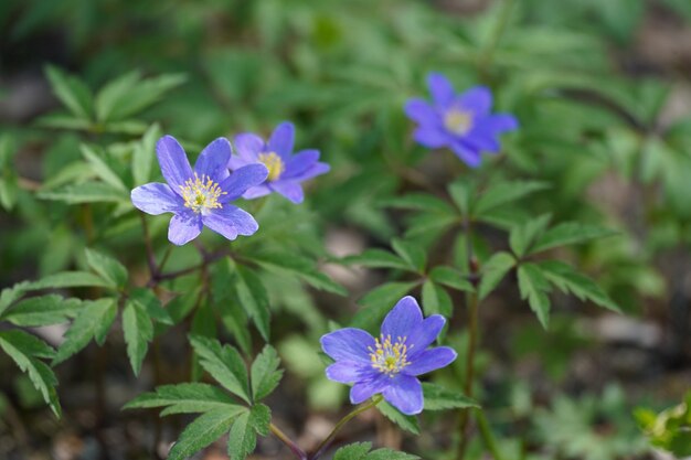 Photo close-up of purple flowering plants