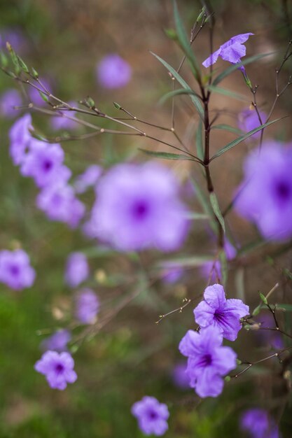 Photo close-up of purple flowering plants