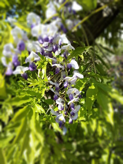 Close-up of purple flowering plants