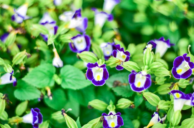 Close-up of purple flowering plants