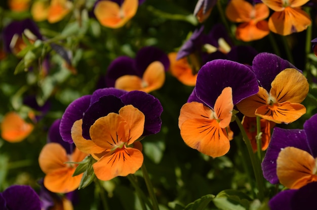 Photo close-up of purple flowering plants