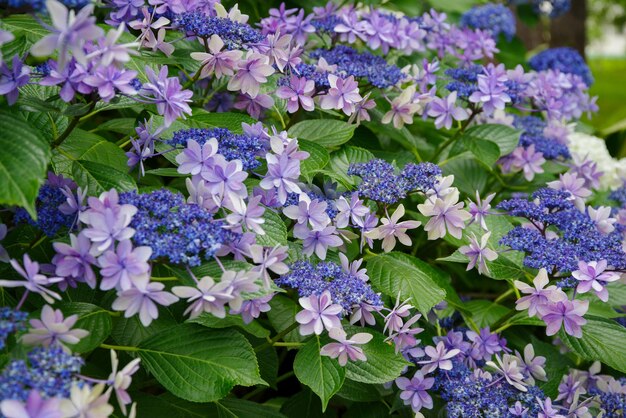 Close-up of purple flowering plants