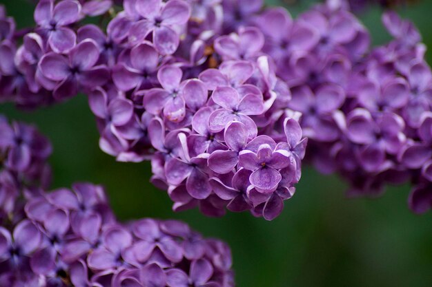 Close-up of purple flowering plants