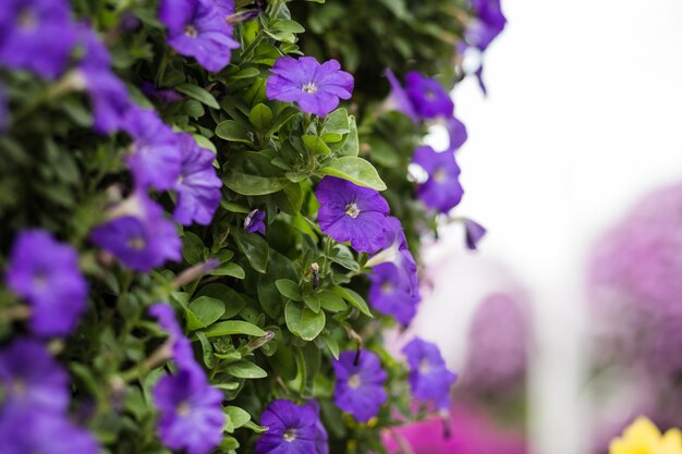 Close-up of purple flowering plants