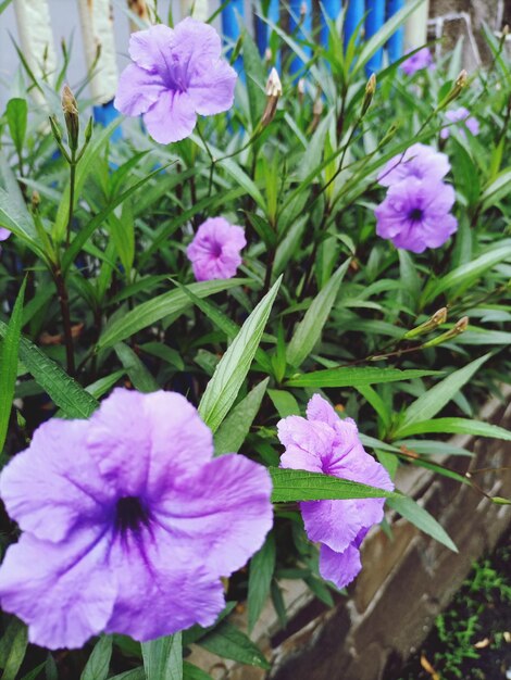 Close-up of purple flowering plants