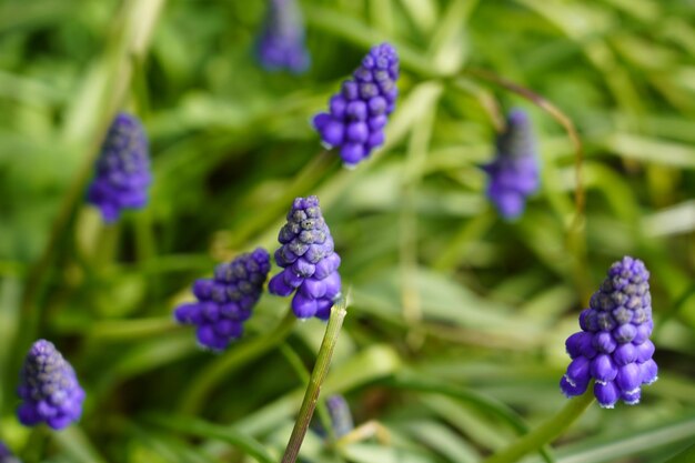 Close-up of purple flowering plants