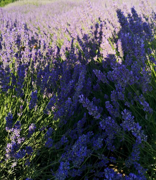 Close-up of purple flowering plants