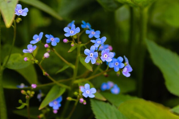 紫色の花の植物のクローズアップ