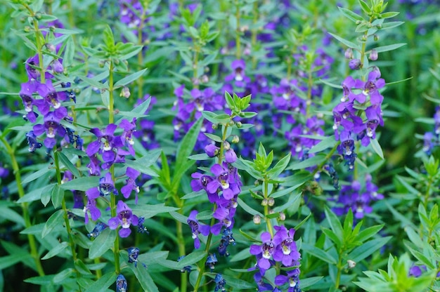 Foto close-up di piante a fiori viola