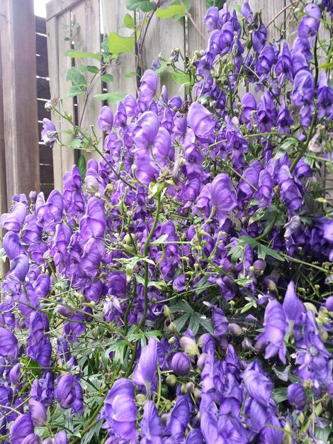 Close-up of purple flowering plants