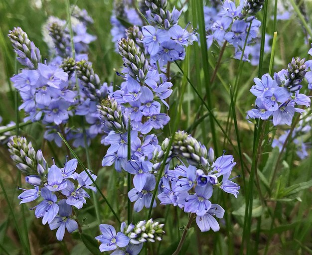 Photo close-up of purple flowering plants