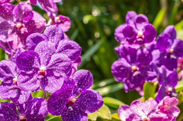 Close-up of purple flowering plants