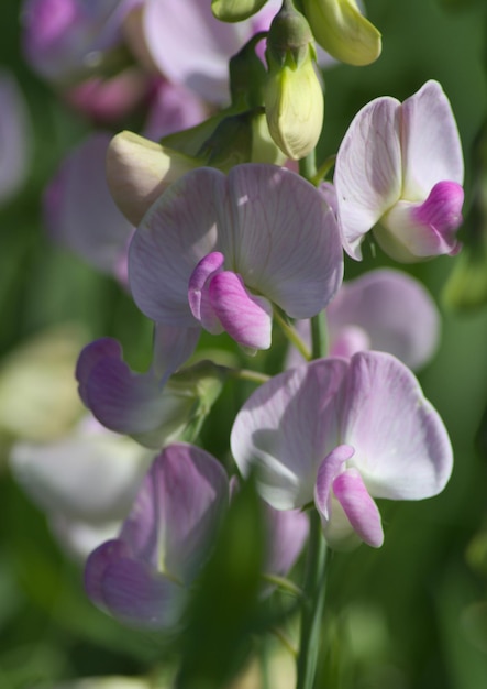 Photo close-up of purple flowering plants