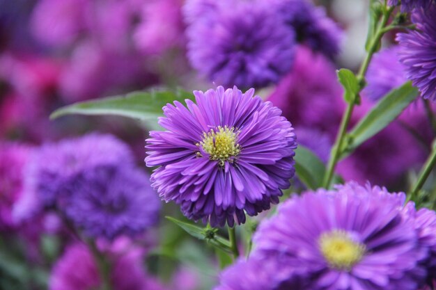 Foto close-up di piante a fiore viola