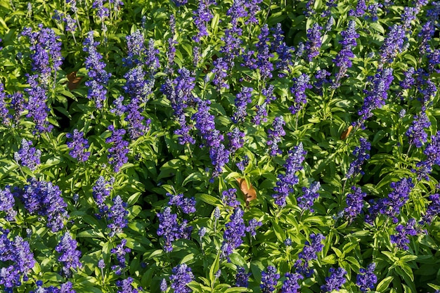 紫色の花の植物のクローズアップ