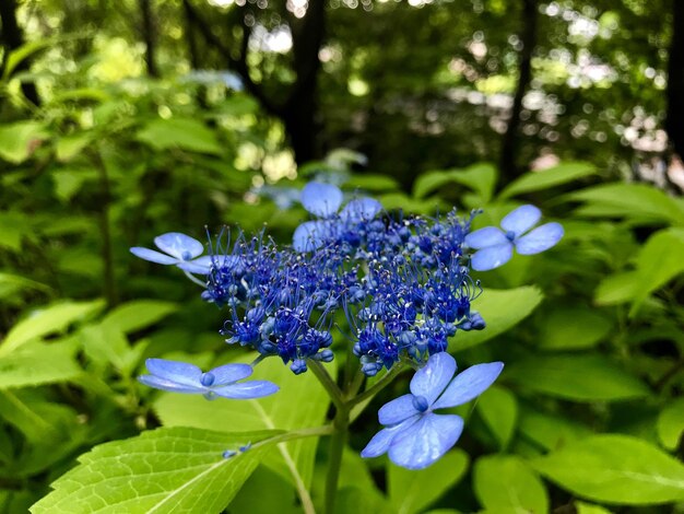 Close-up of purple flowering plants