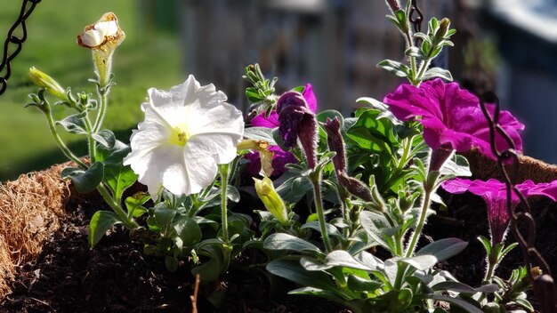 Close-up of purple flowering plants