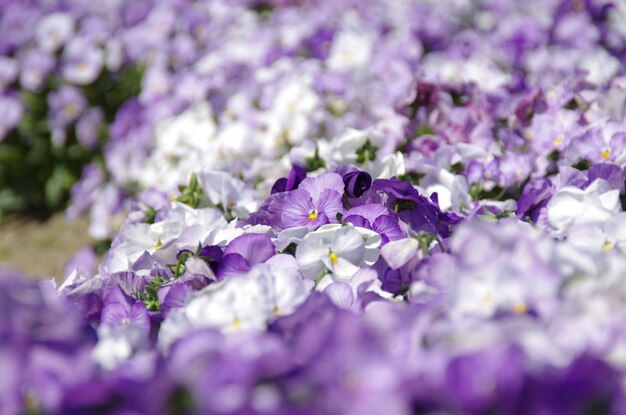 Close-up of purple flowering plants