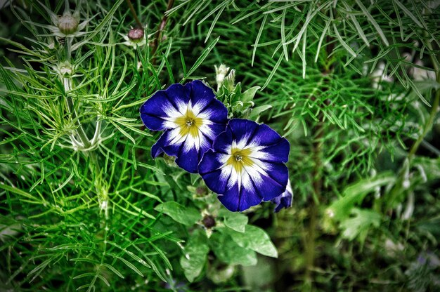 Photo close-up of purple flowering plants